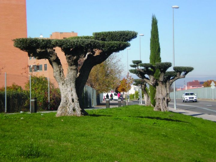oliveiras