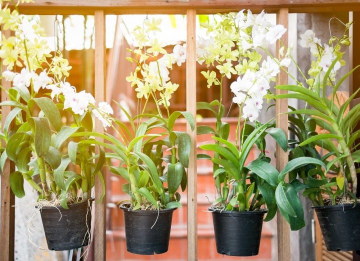 orquídeas