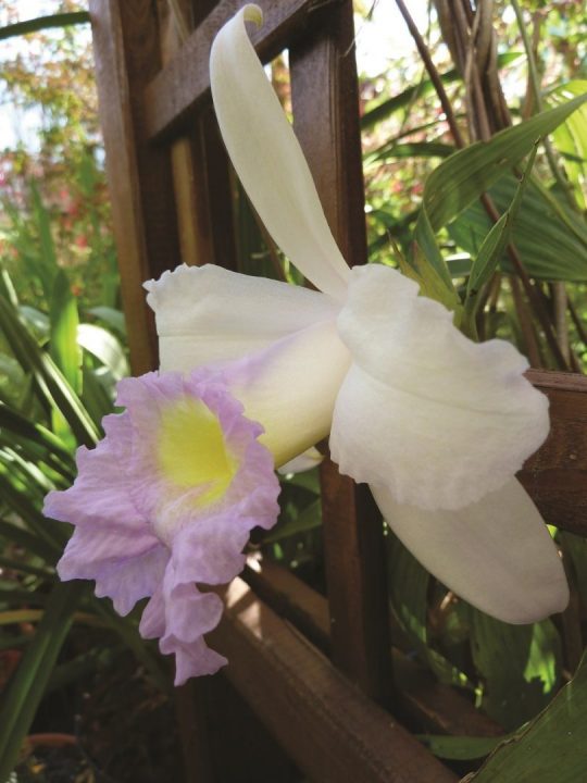 orquídea-bambu