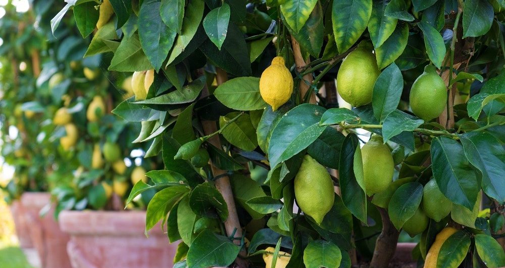 árvores de fruto