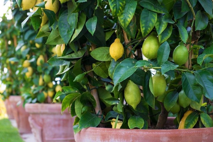 árvores de fruto