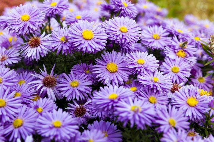 flores