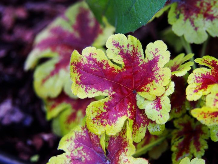 heucheras