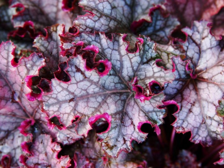 heucheras
