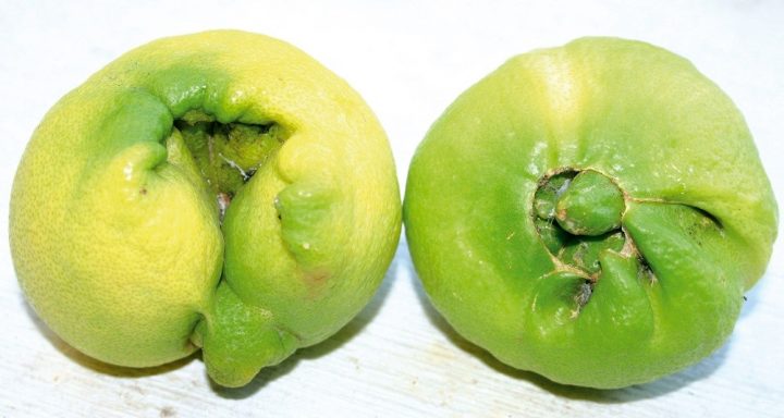 ácaro