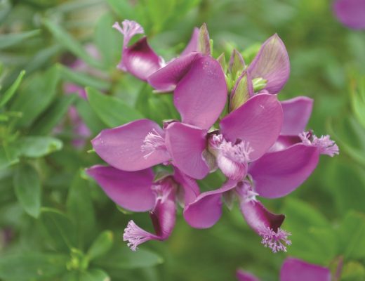 polygala