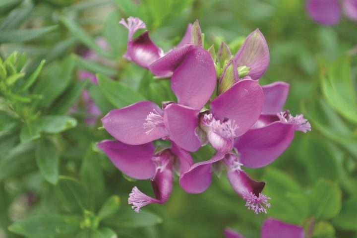 polygala