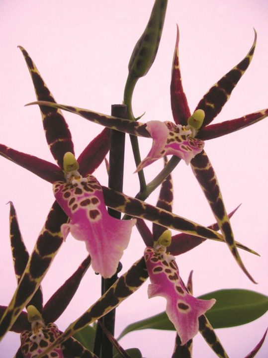 plantas de companhia