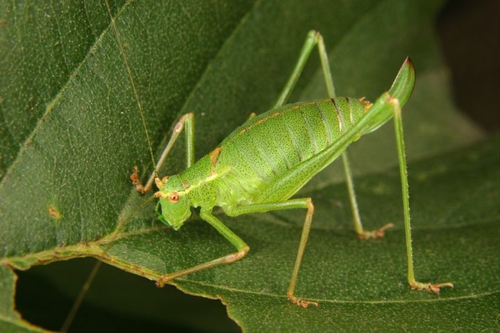 grilo