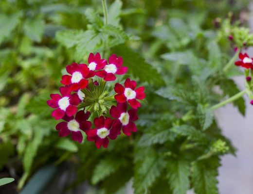 verbena