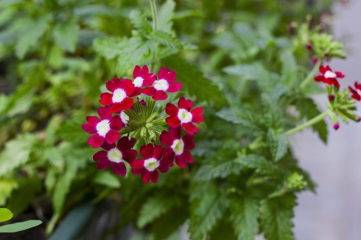verbena