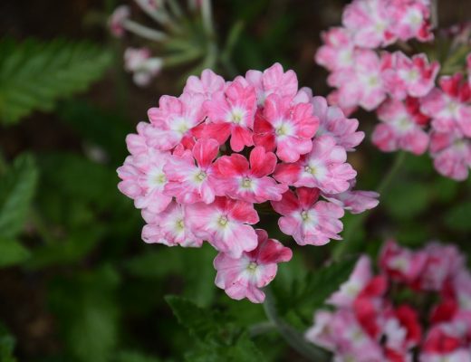 verbena