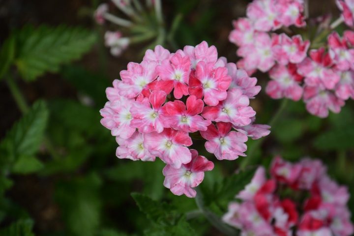 verbena
