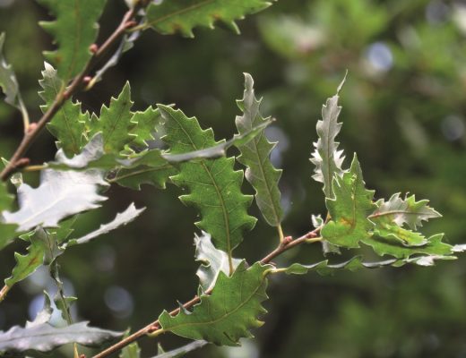 carvalhos