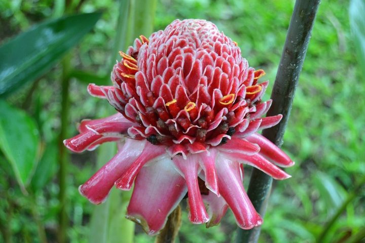 são tomé e príncipe