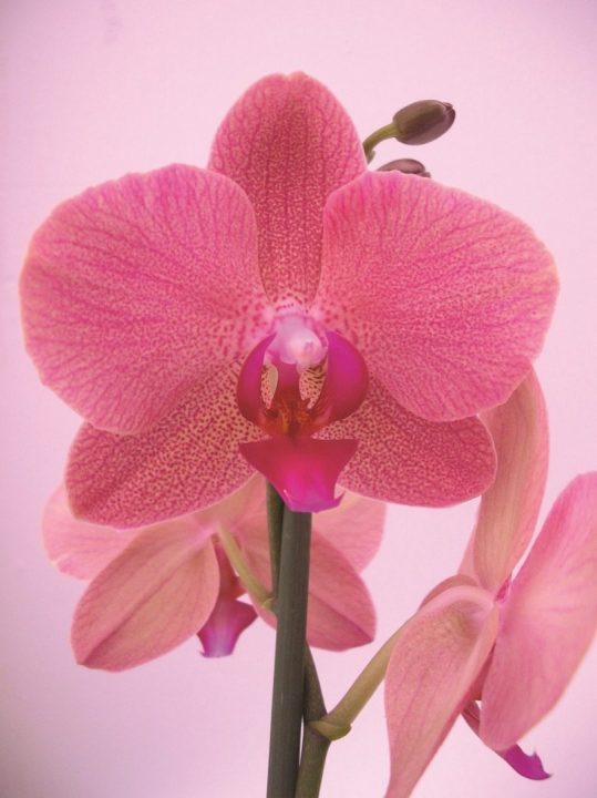 orquídeas