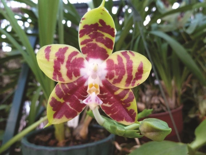 orquídeas