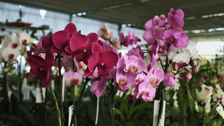 orquídeas