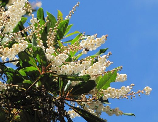 folhado da Madeira