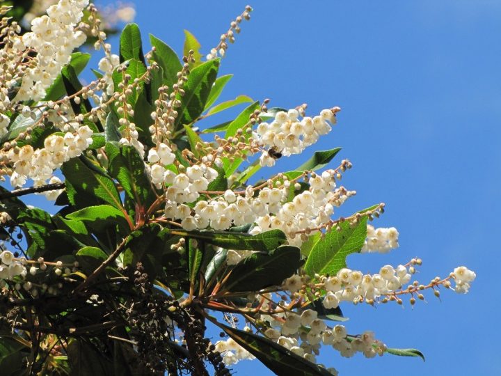 folhado da Madeira