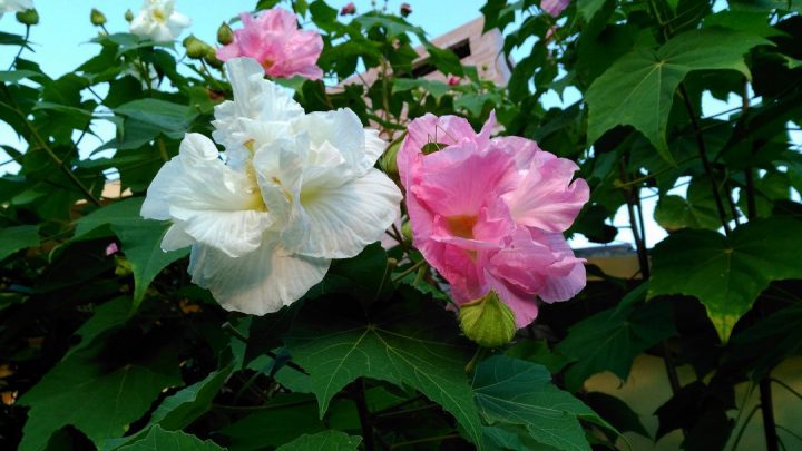 rosa-algodão
