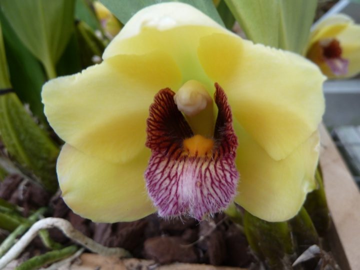 Bifrenaria