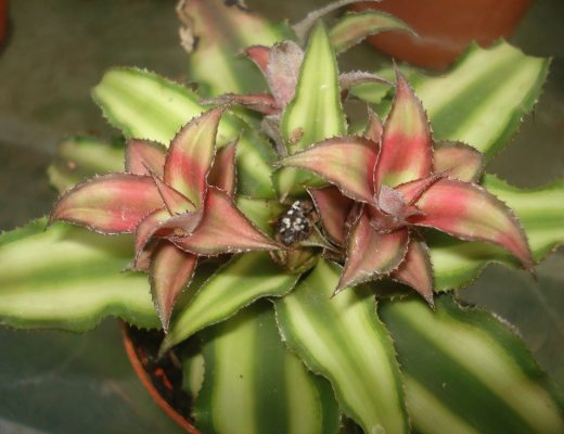 cryptanthus