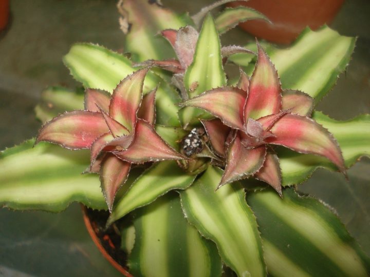 cryptanthus