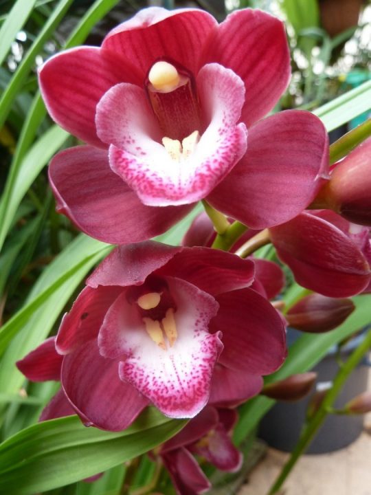 orquídeas