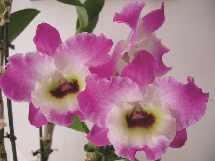 dendrobium nobile