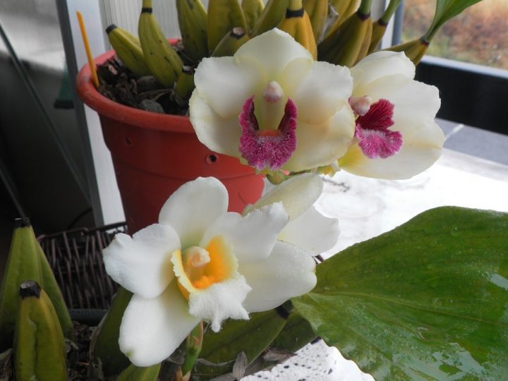 Bifrenaria