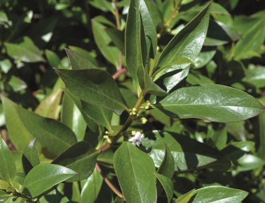 Myoporum acuminatum