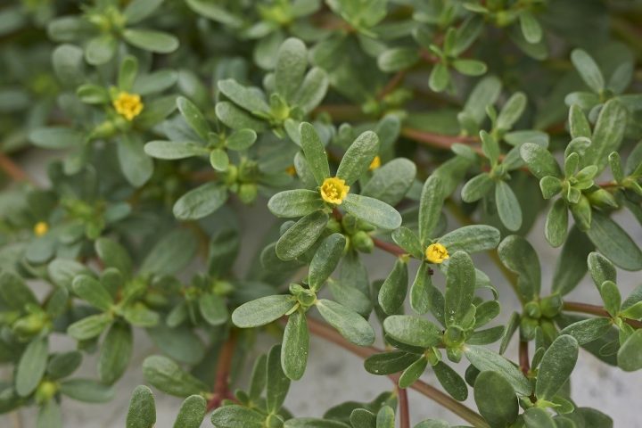 beldroegas
