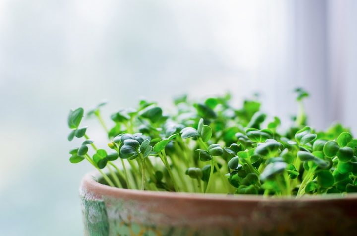 microvegetais