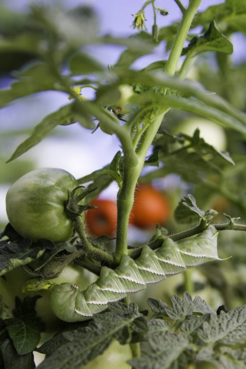 hortícolas