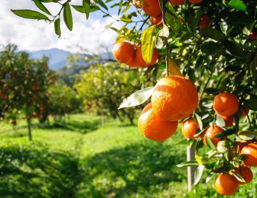 tangerinas