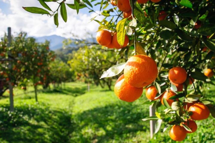 tangerinas