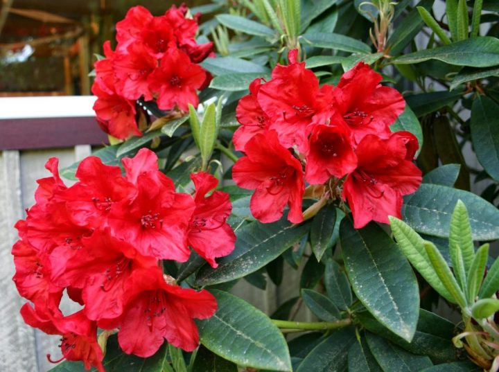 Rododendro