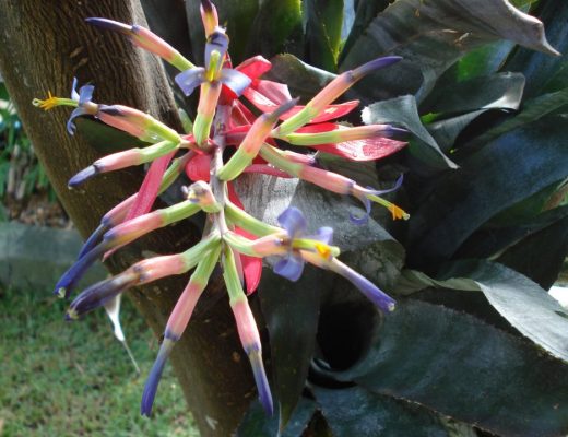 billbergia