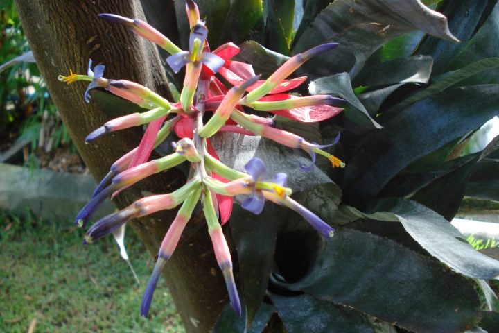 billbergia