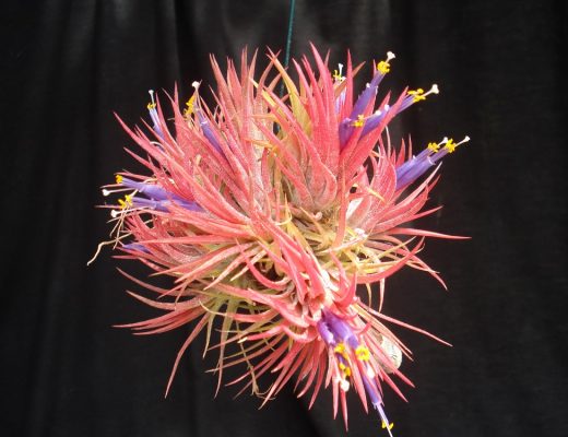 Tillandsia ionantha