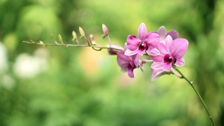 camélias e orquídeas