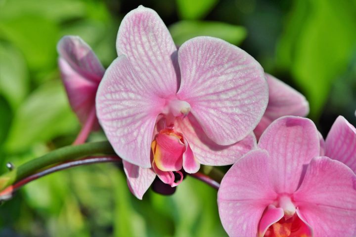 camélias e orquídeas
