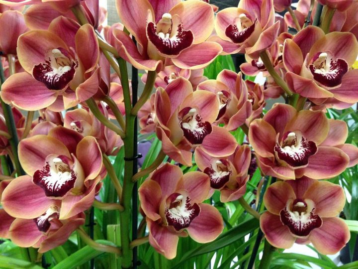 orquídeas