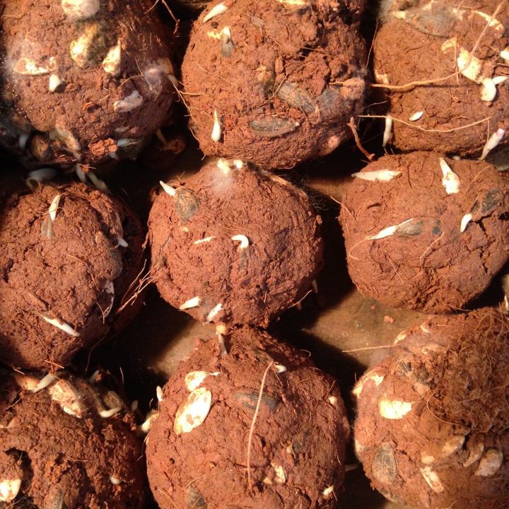 bombas de sementes