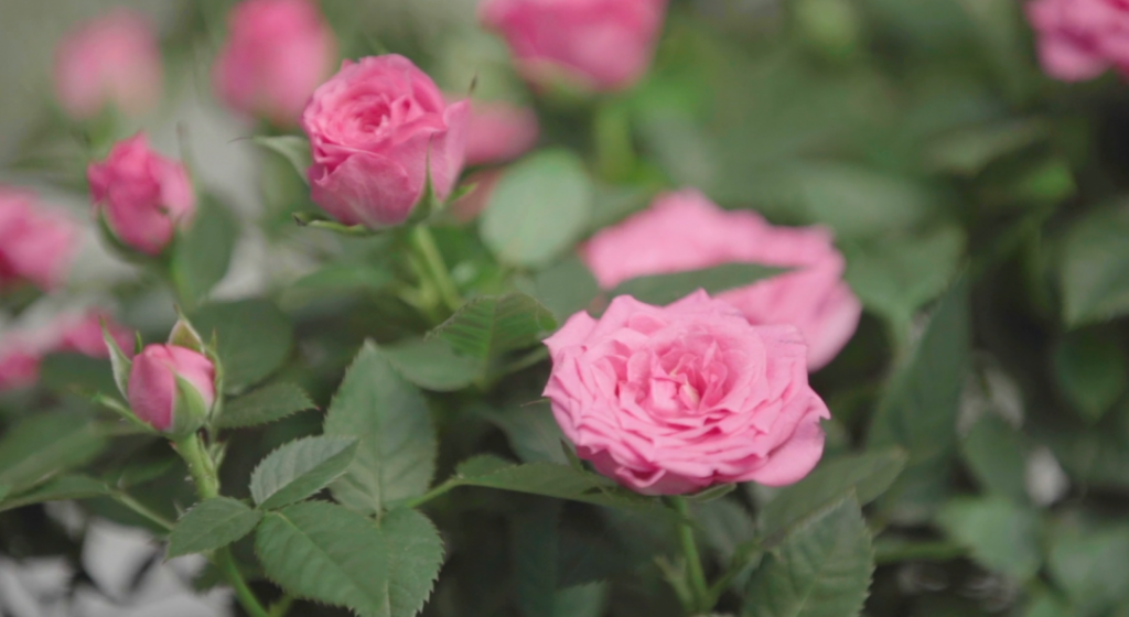 roseiras mini