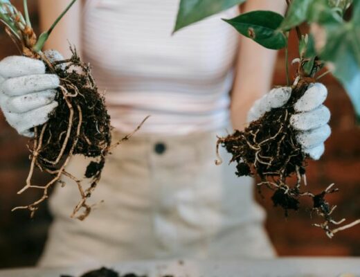 propagação de plantas