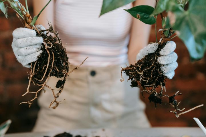 propagação de plantas