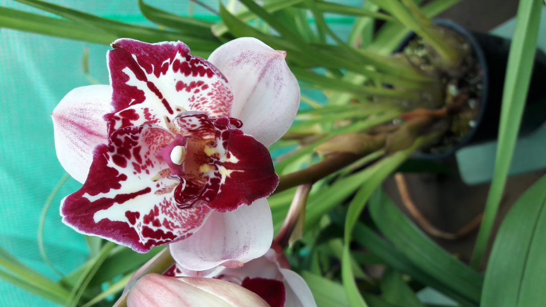 Orquídeas Cymbidium: o primeiro amor