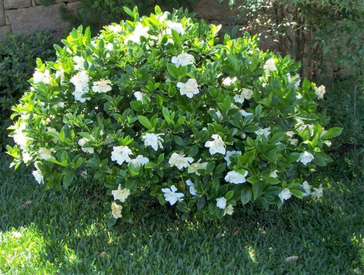 Gardénia em flor num relvado